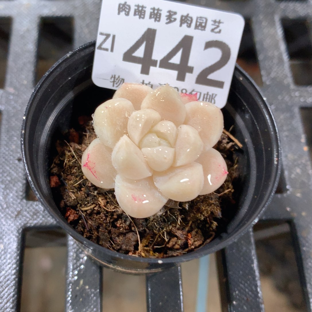 肉萌萌拇指盆精控多肉ZI442
