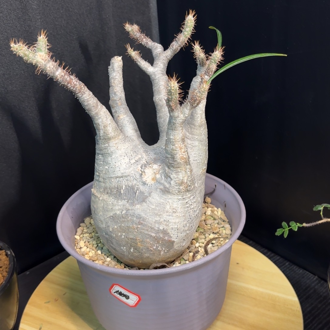 象牙宫熟桩养定带盆土