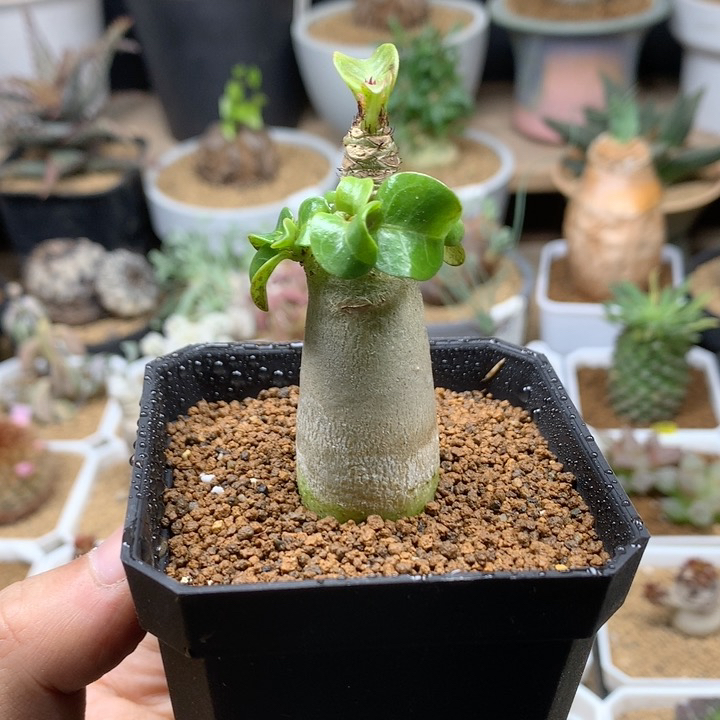 羊角沙漠玫瑰带盆