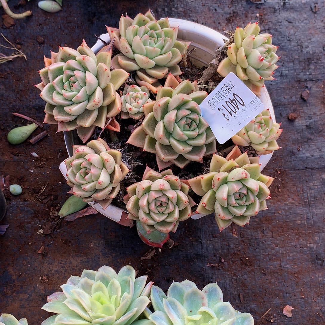 思***恋   白玫瑰多肉04013