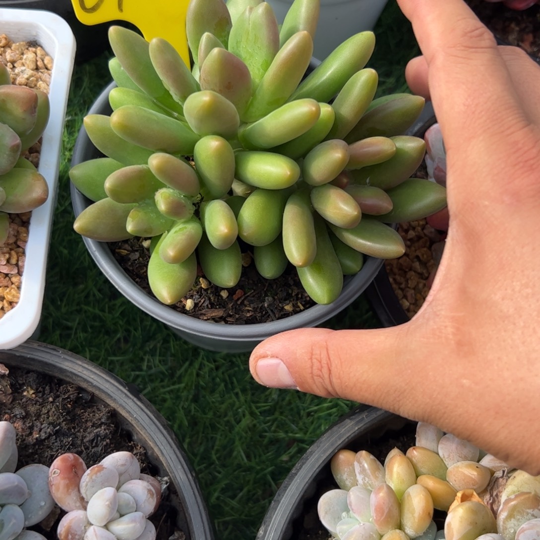 芒果哦多肉嘻嘻嘻嘻