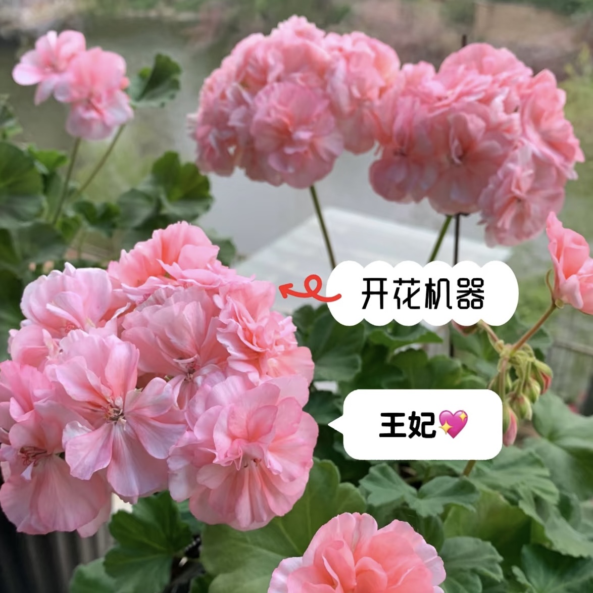 重瓣【王妃】天竺葵四季花卉多层花瓣阳台桌面好养易活