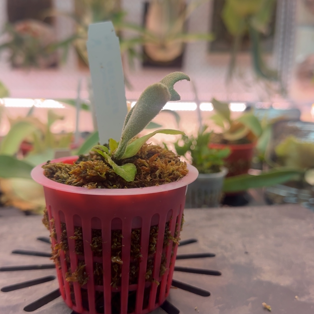 侏儒塔苏塔鹿角蕨