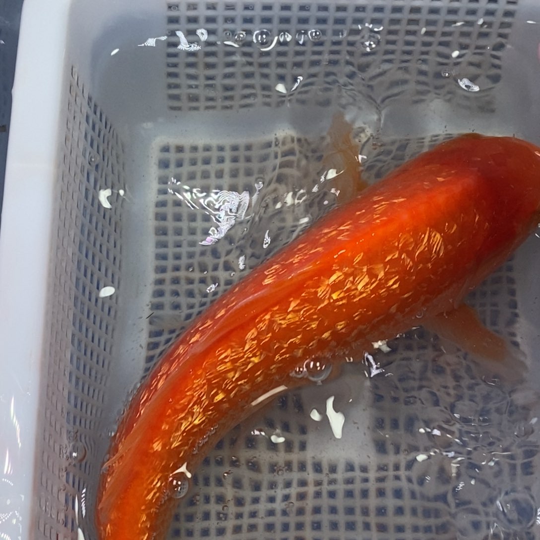 海水鱼锦鲤（无开箱视频不售后）