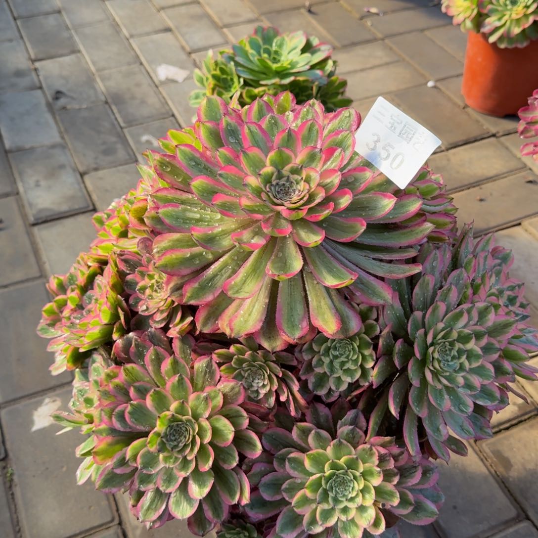 多肉植物350粉玲珑