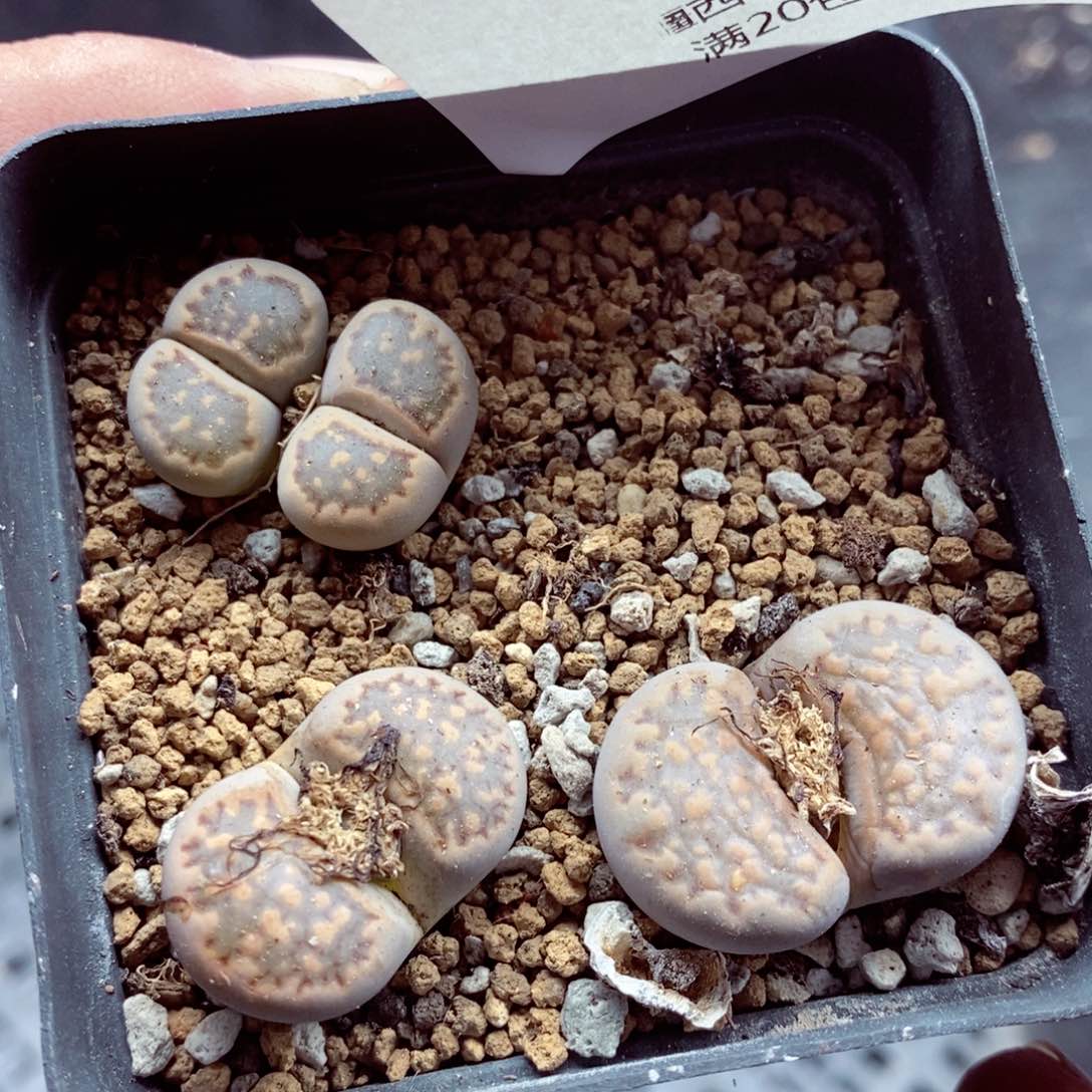 我的小姐姐们都是我的094