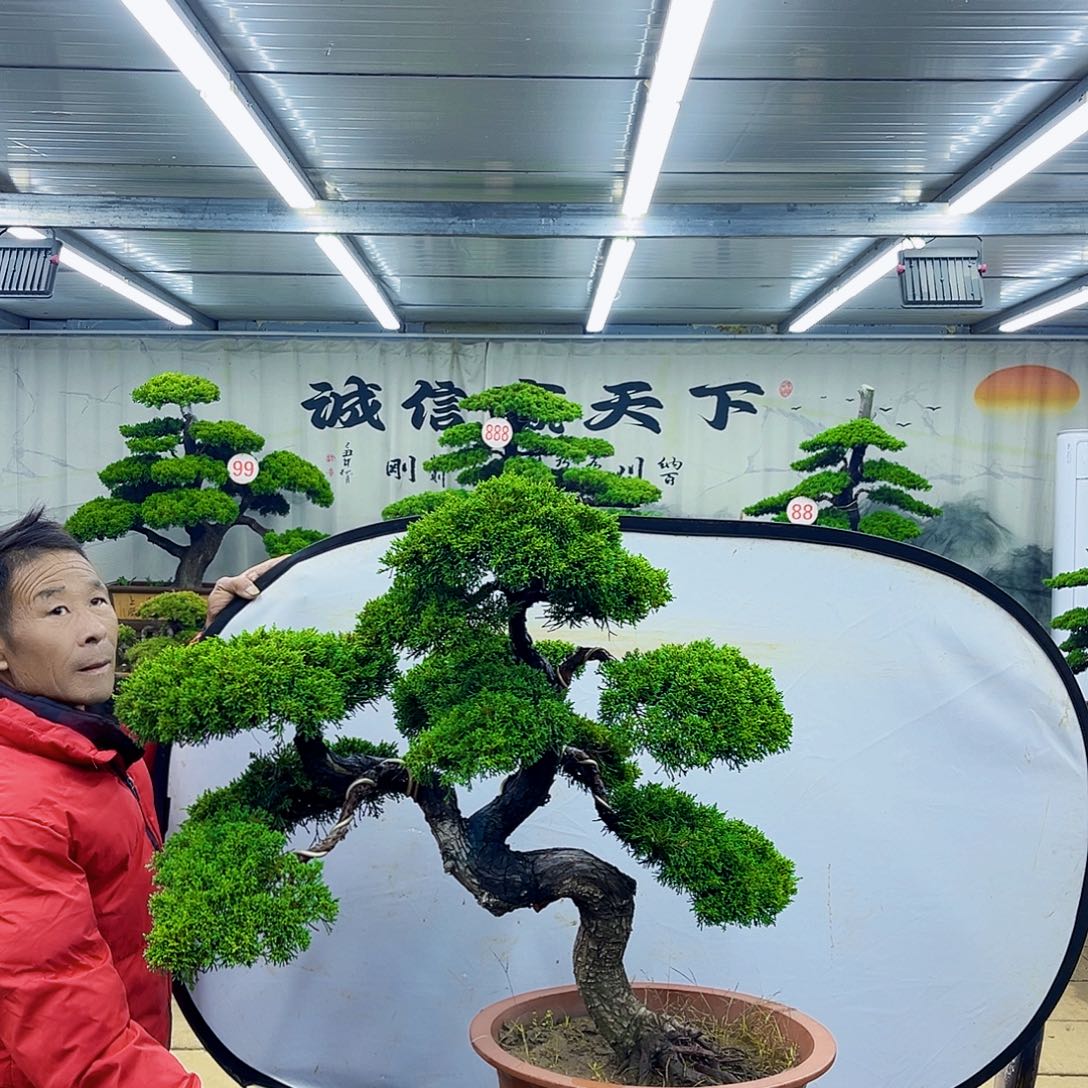 无花朵松柏盆景直播放漏中