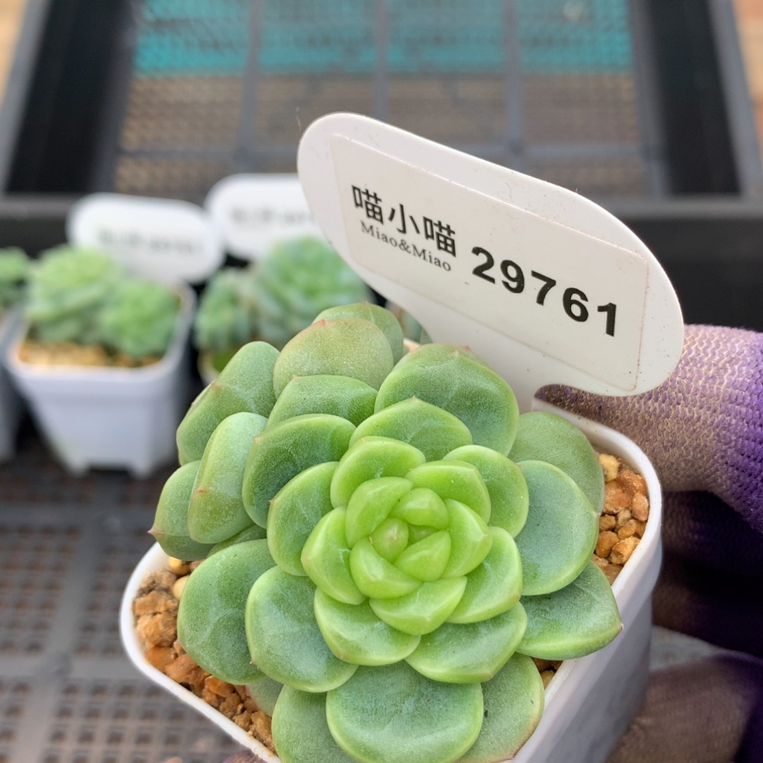 *****多肉植物杂交珍妮