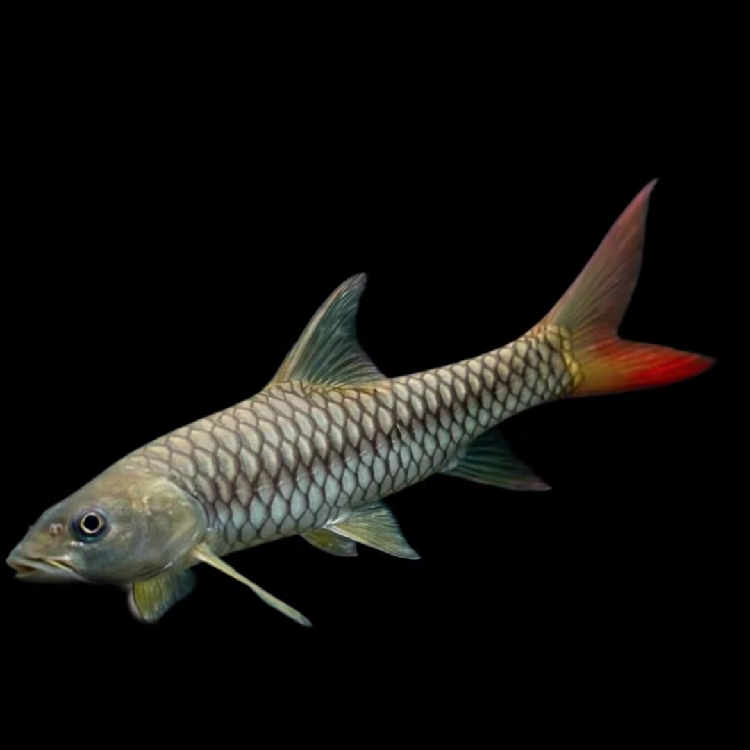 吉罗鱼（印度红尾皇室金吉罗）