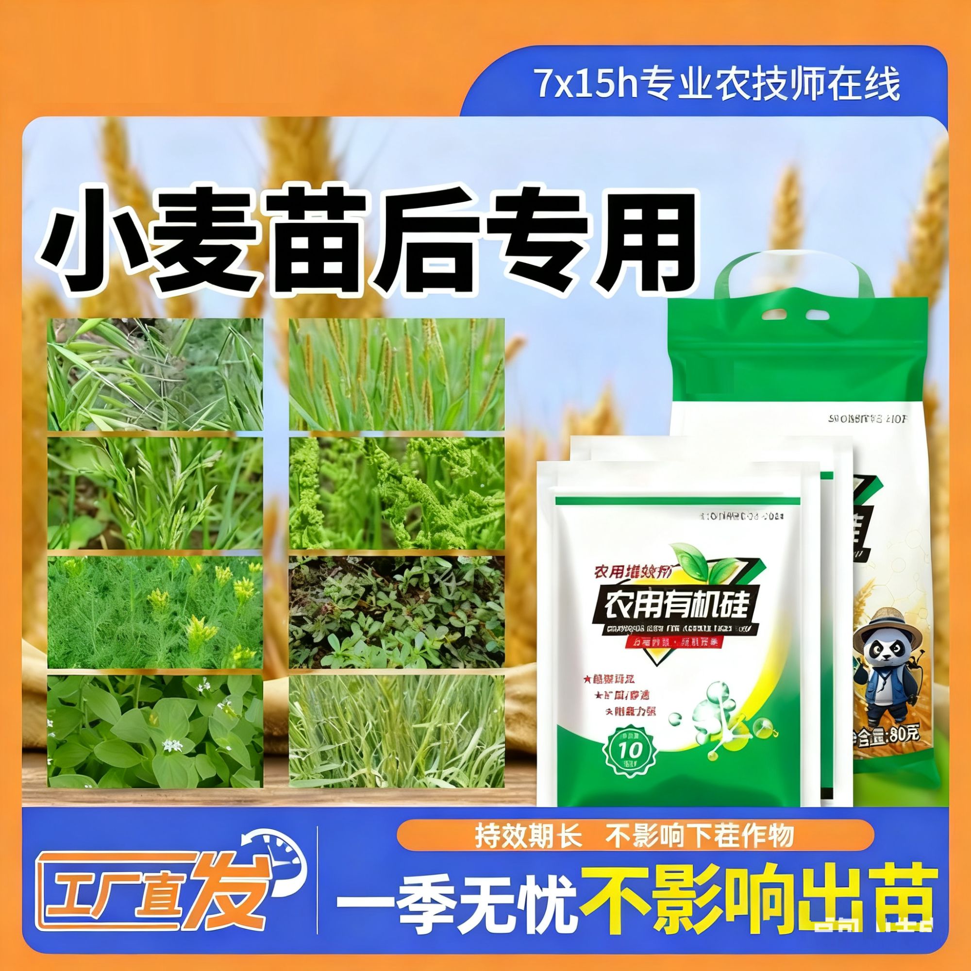 小麦苗后专用多数农户选择复合剂