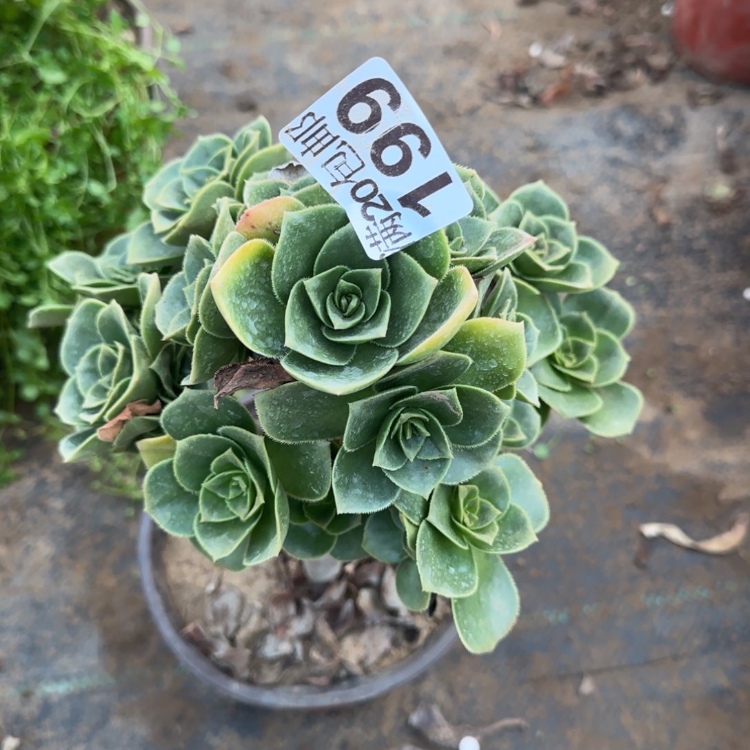 香腹199满20包邮断枝不包