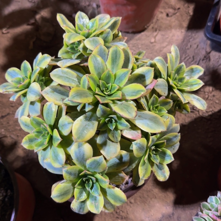 星爆脱土发货9.9。 