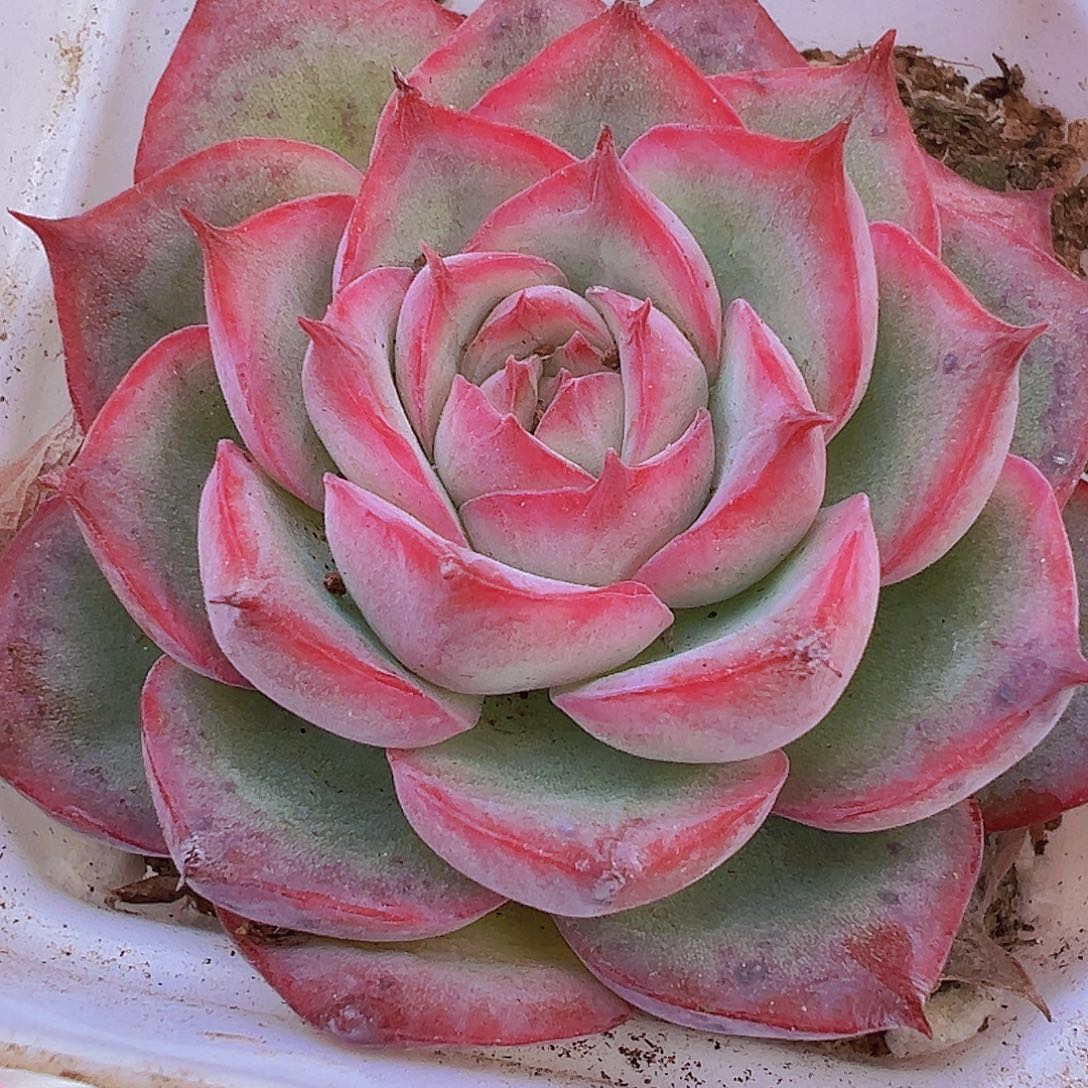 小精品侧影19包邮