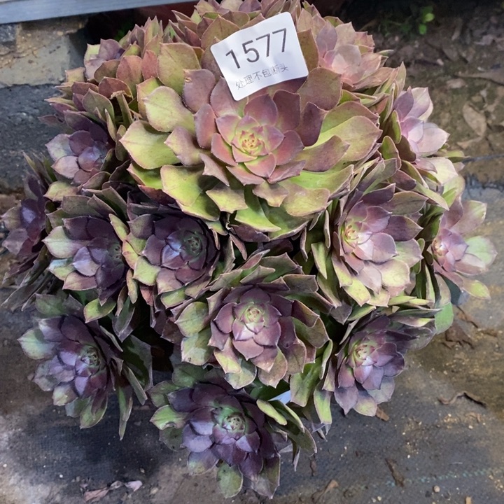 桃花石多肉断头不包1577