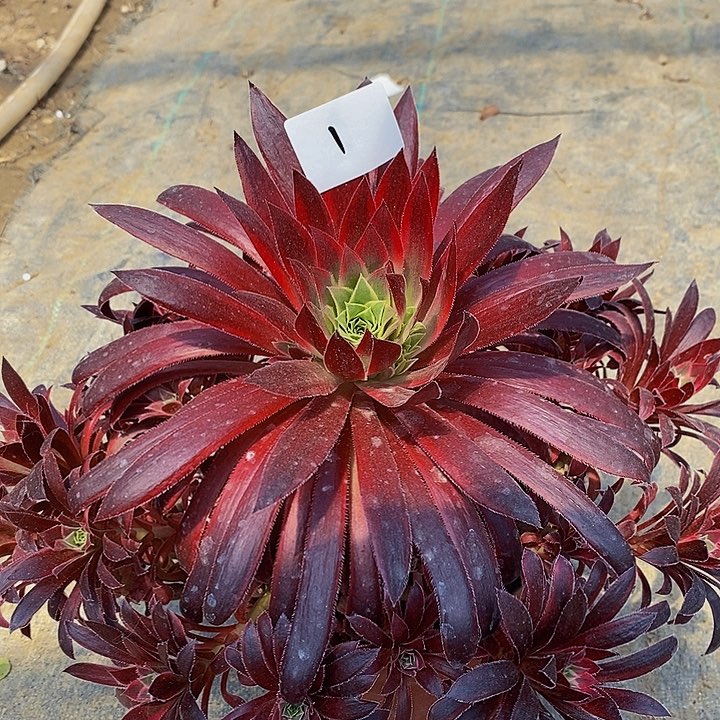 1号惊鸿仙子多肉20.8