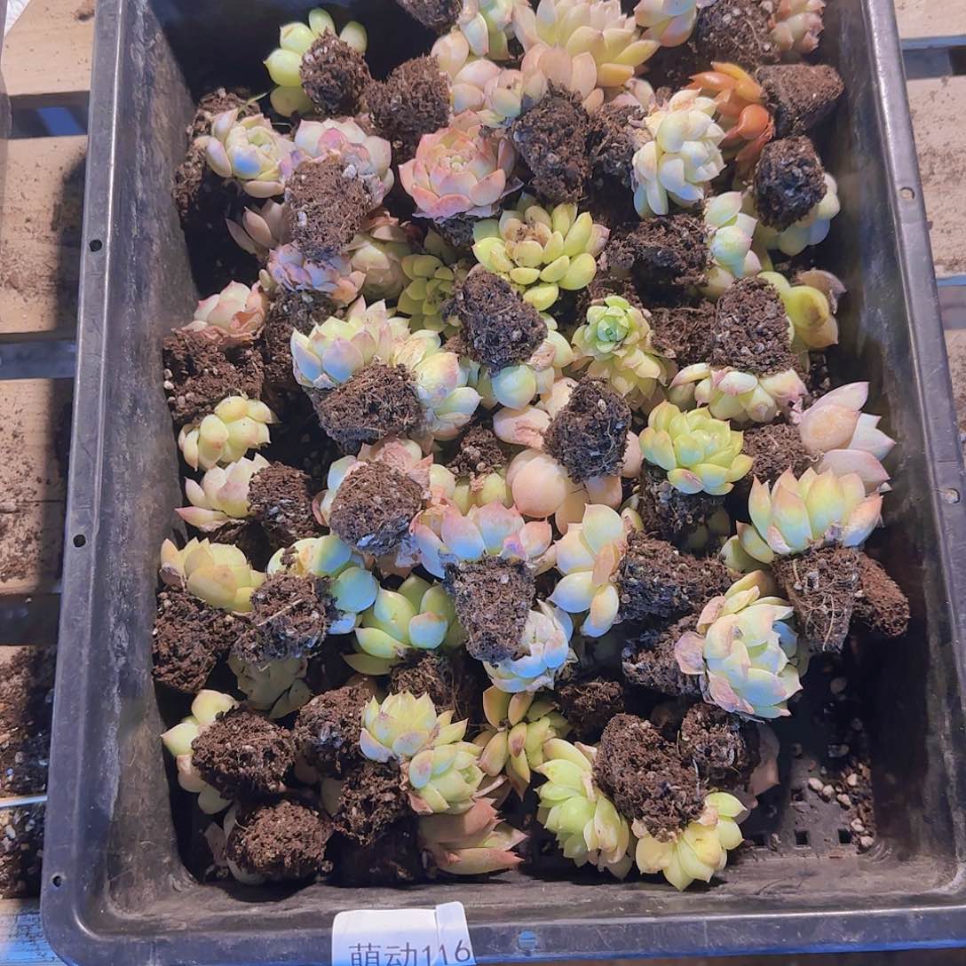 直播一物一拍多肉116