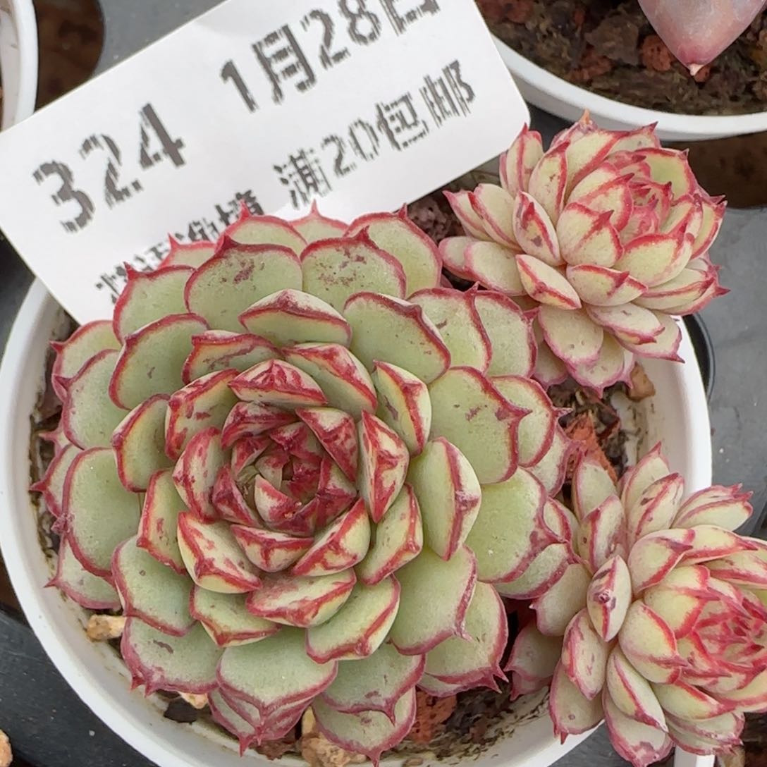 花语逸镜0128-324日轮