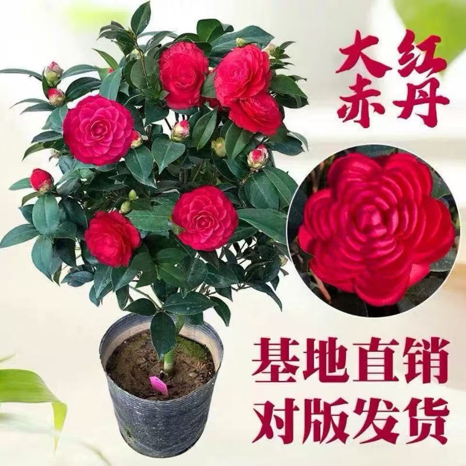 四季山茶花苗六角大红庭院室内家庭花卉树苗鲜艳美观植物海棠花