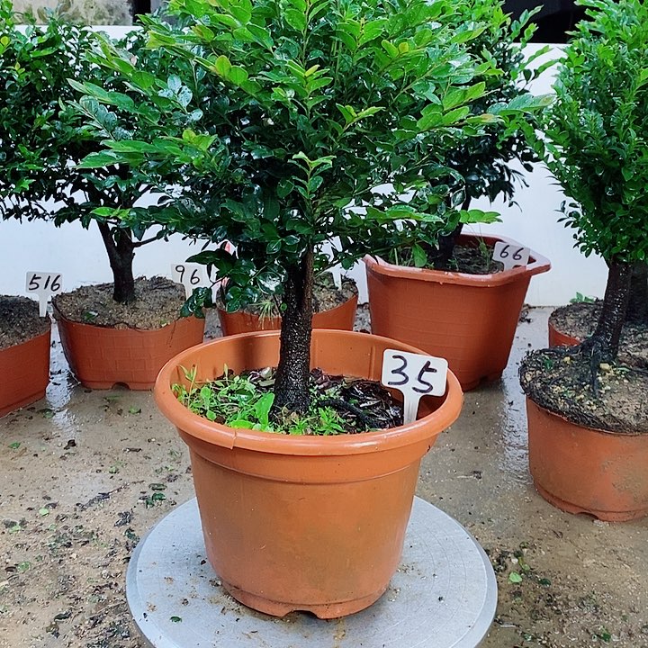 当前无花栽培后可以开花