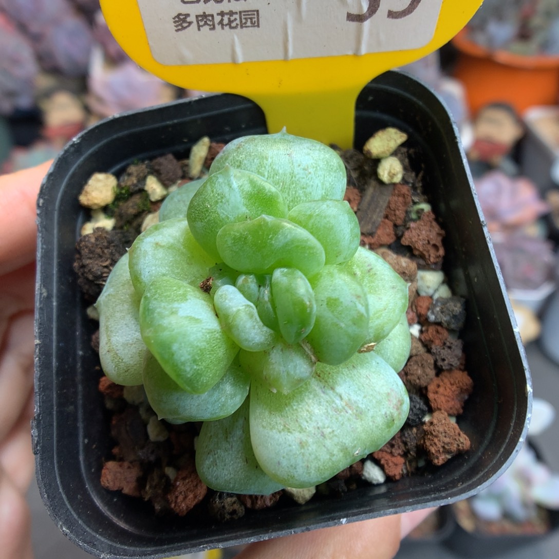 59新品珍妮石化多肉
