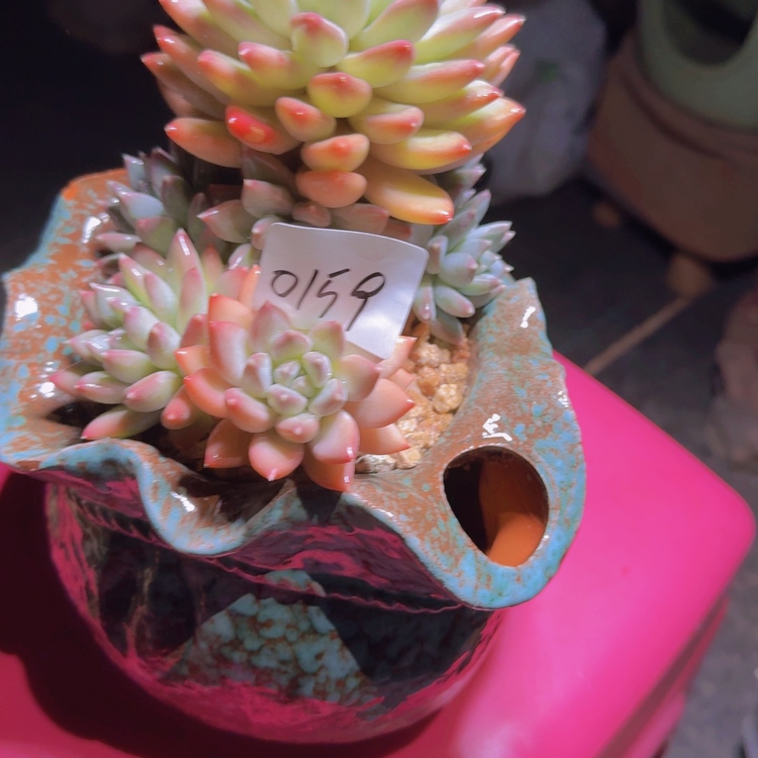 ～***。0159美人杂多肉植物