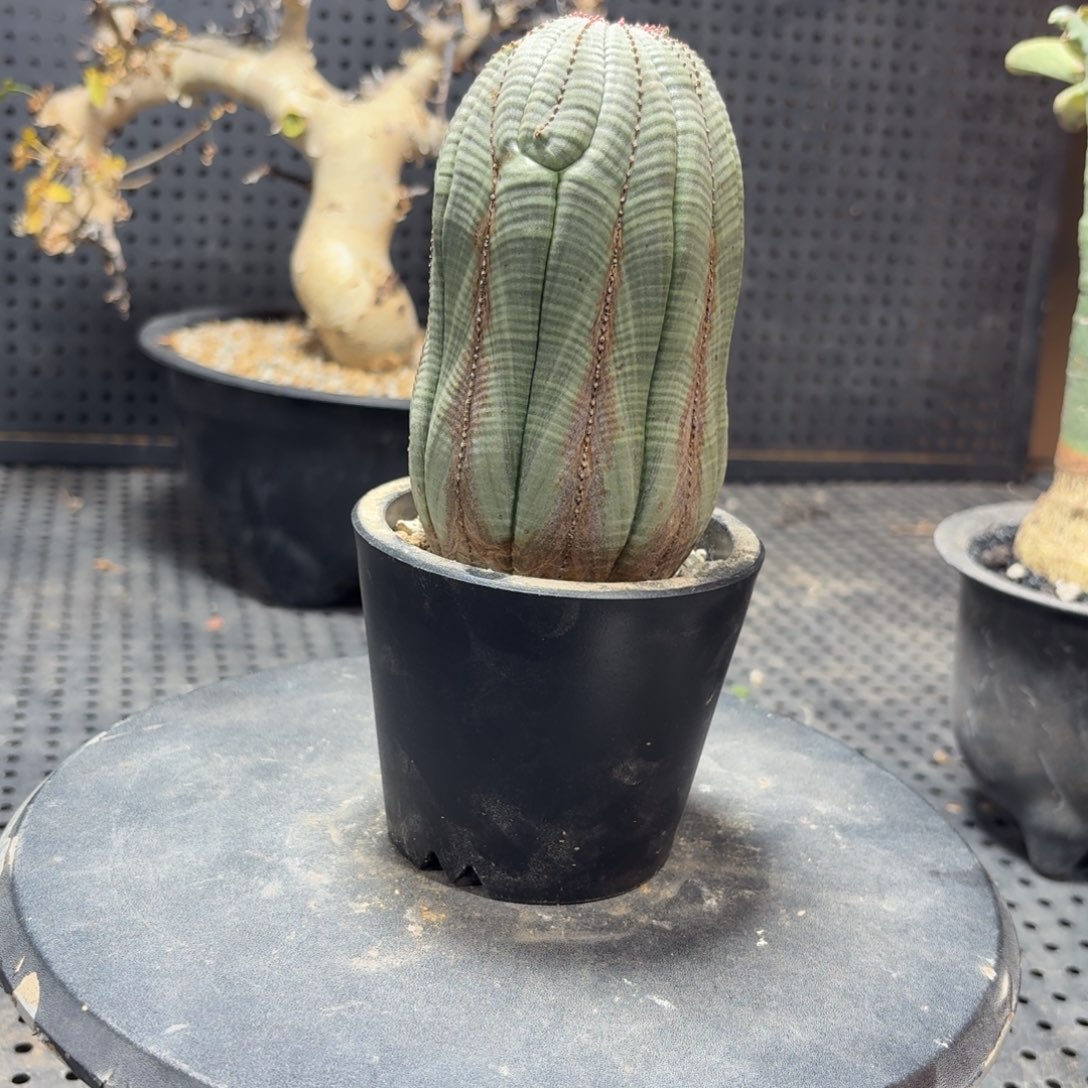 欧布肚子8公分6666666