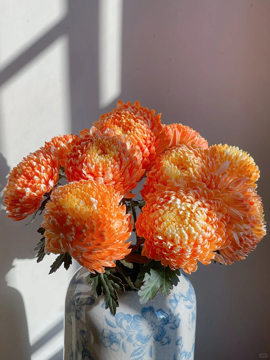 婵之语优选爱马仕橙牡丹菊鲜切花