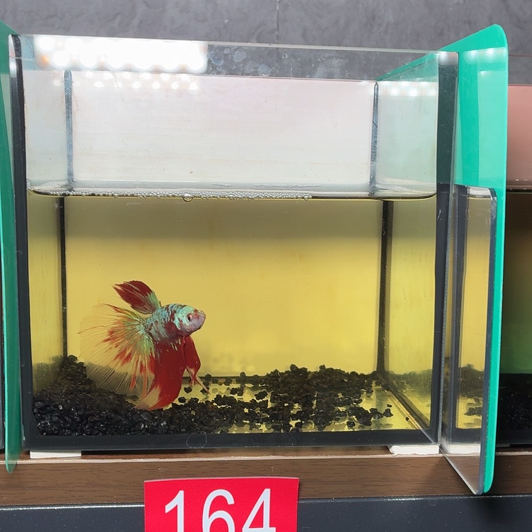 斗鱼彩金半月公鱼