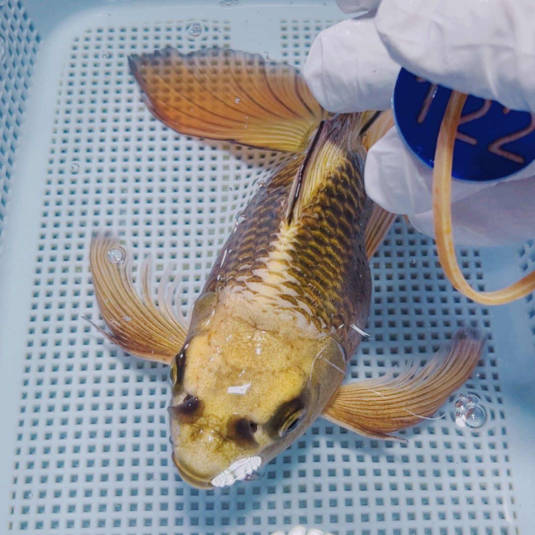 锦鲤锦鲤冷水观赏122