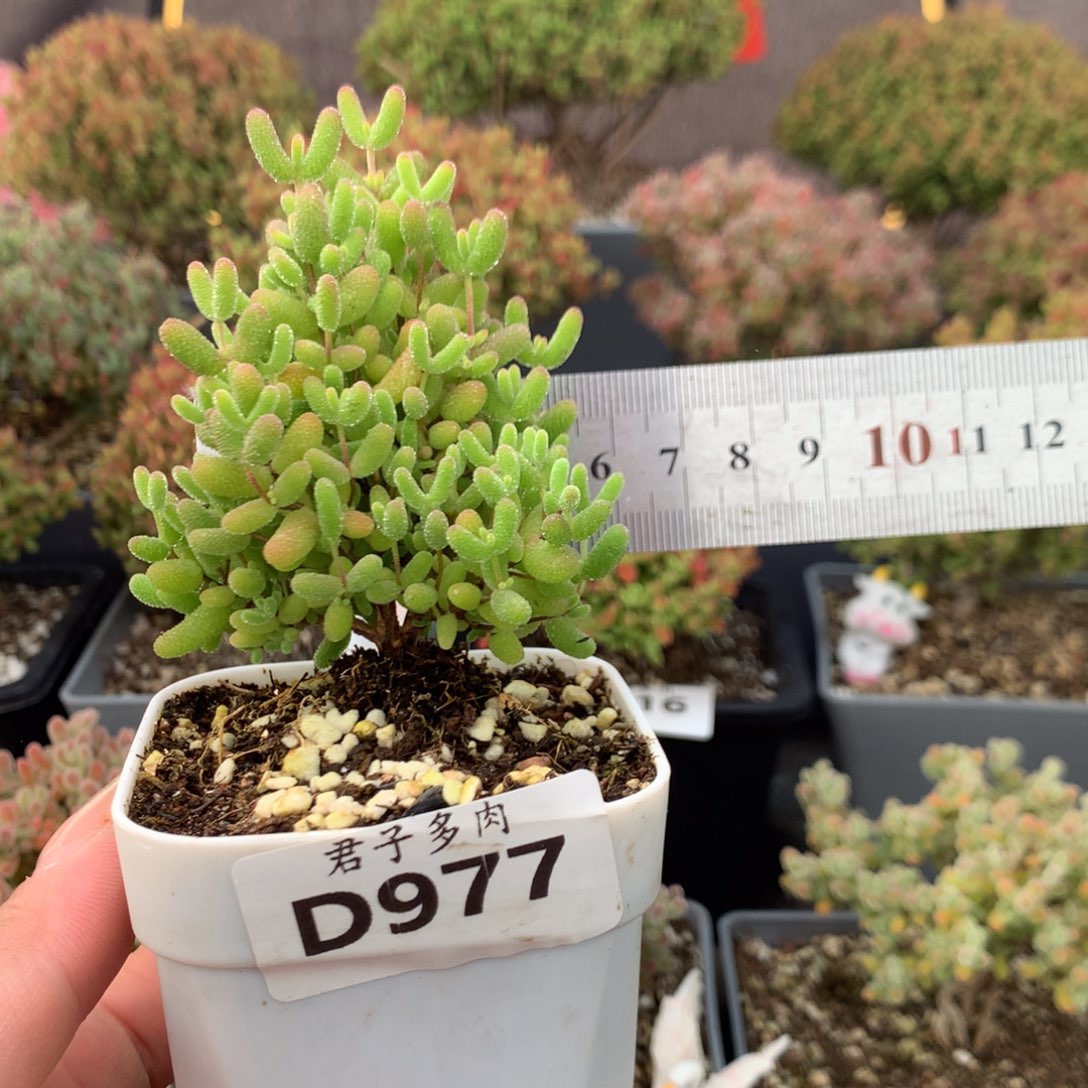 977蜜橘糖球。         