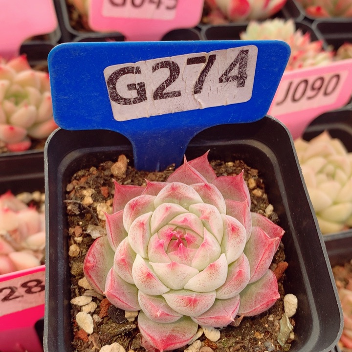 新年福利多肉5cm