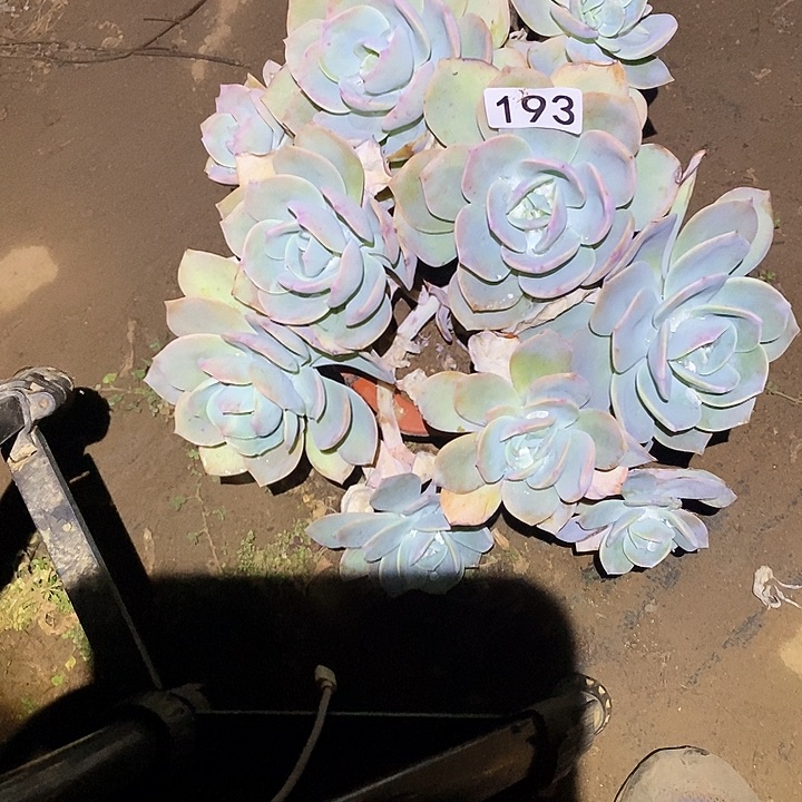 多肉植物法师193白凤