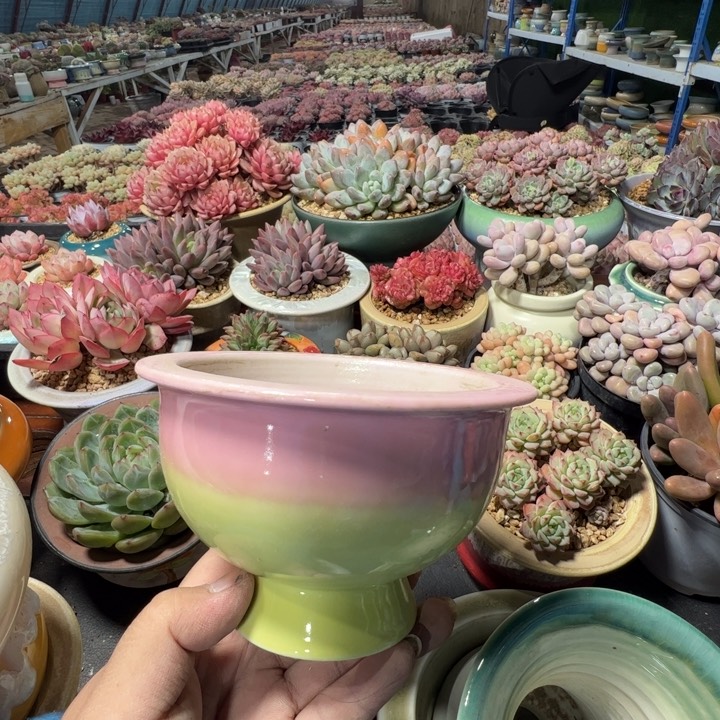 特价花盆满50发货内口10