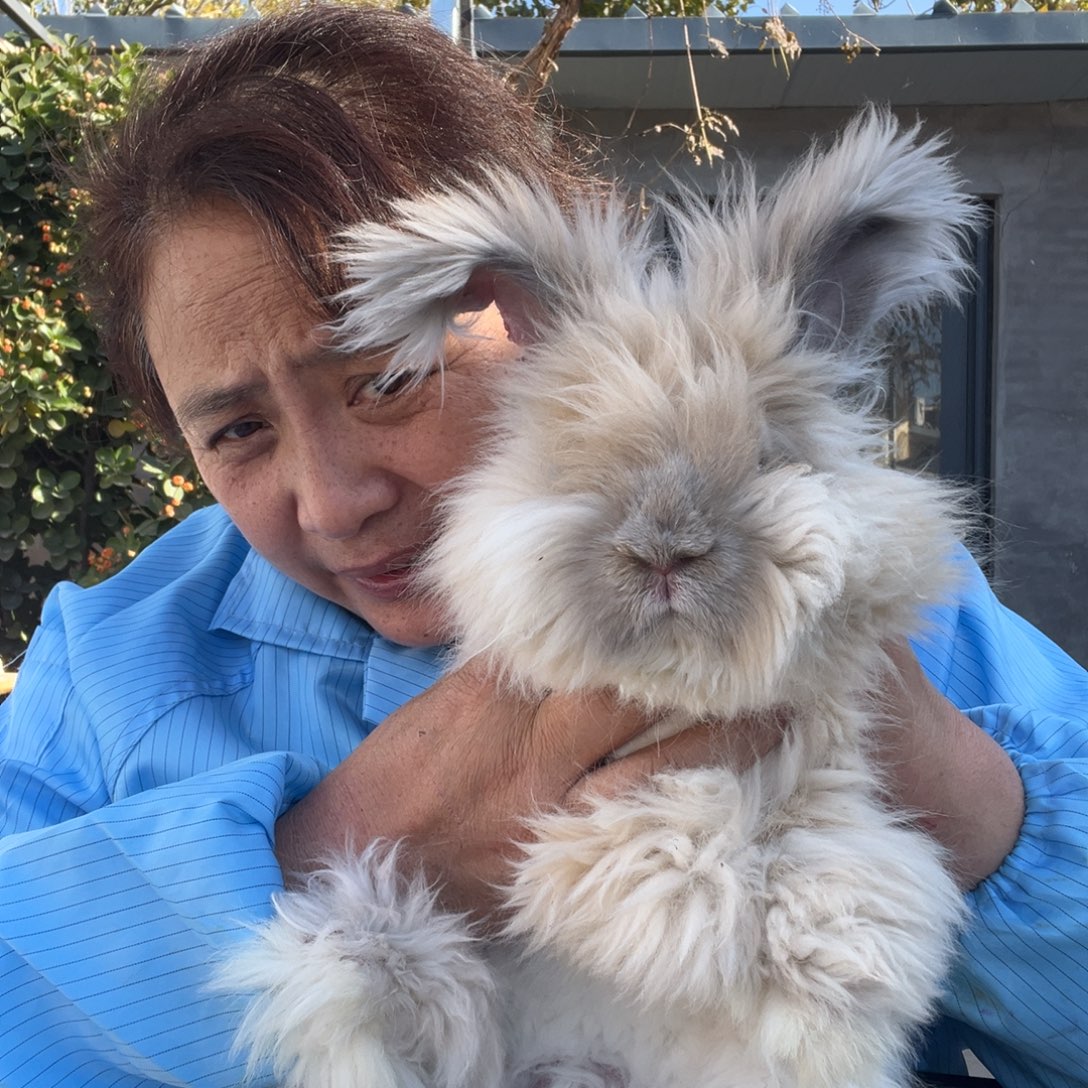 双血统英系安拉兔子