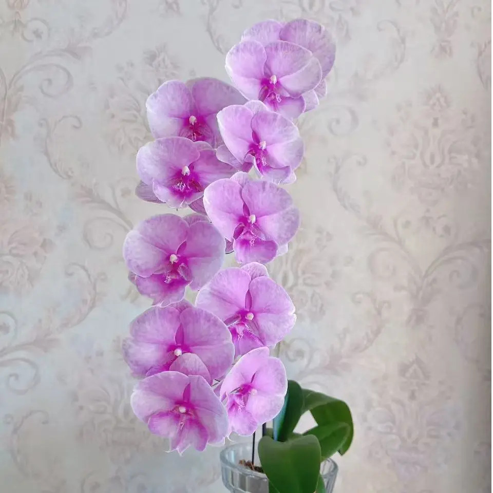【两个花剑】 神仙颜值 大花系列 粉迷雾 蝴蝶兰 3.0寸加高杯