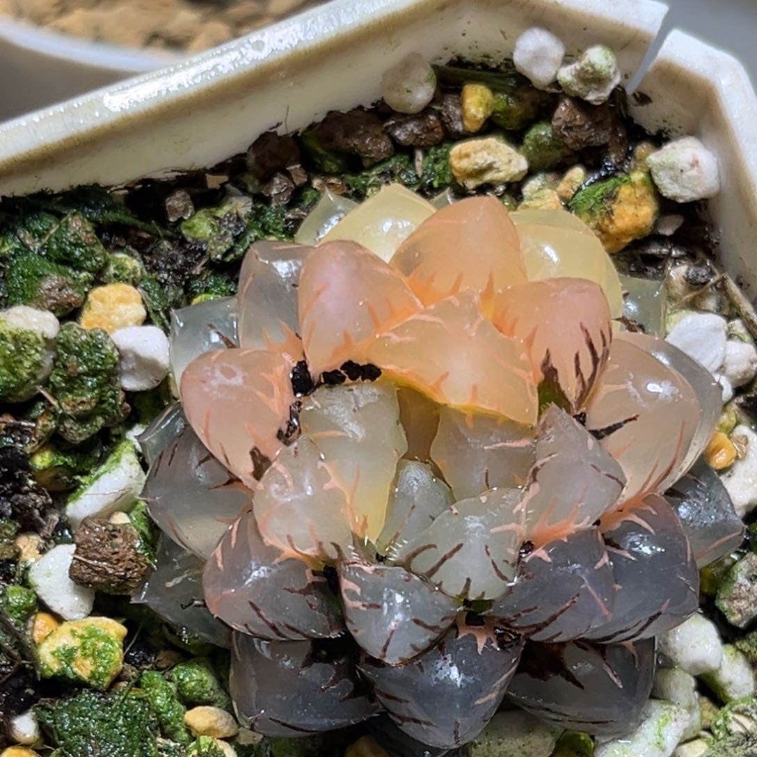 恭喜发财大吉大利843