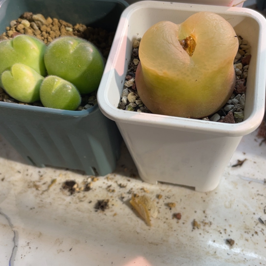菠***长欧泡植物一物一拍