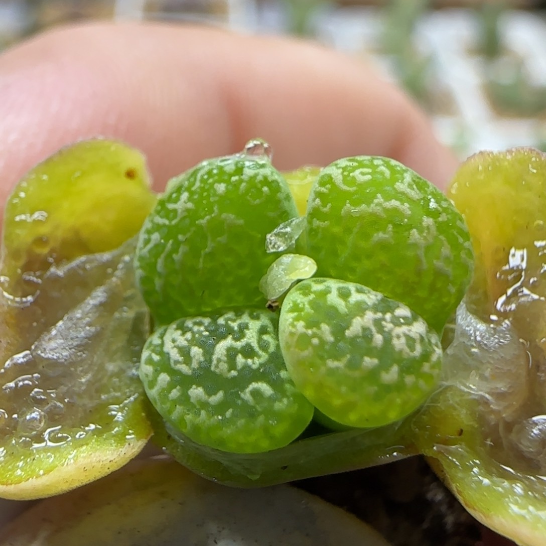 2-25-103当天满58包邮马克杂交福利