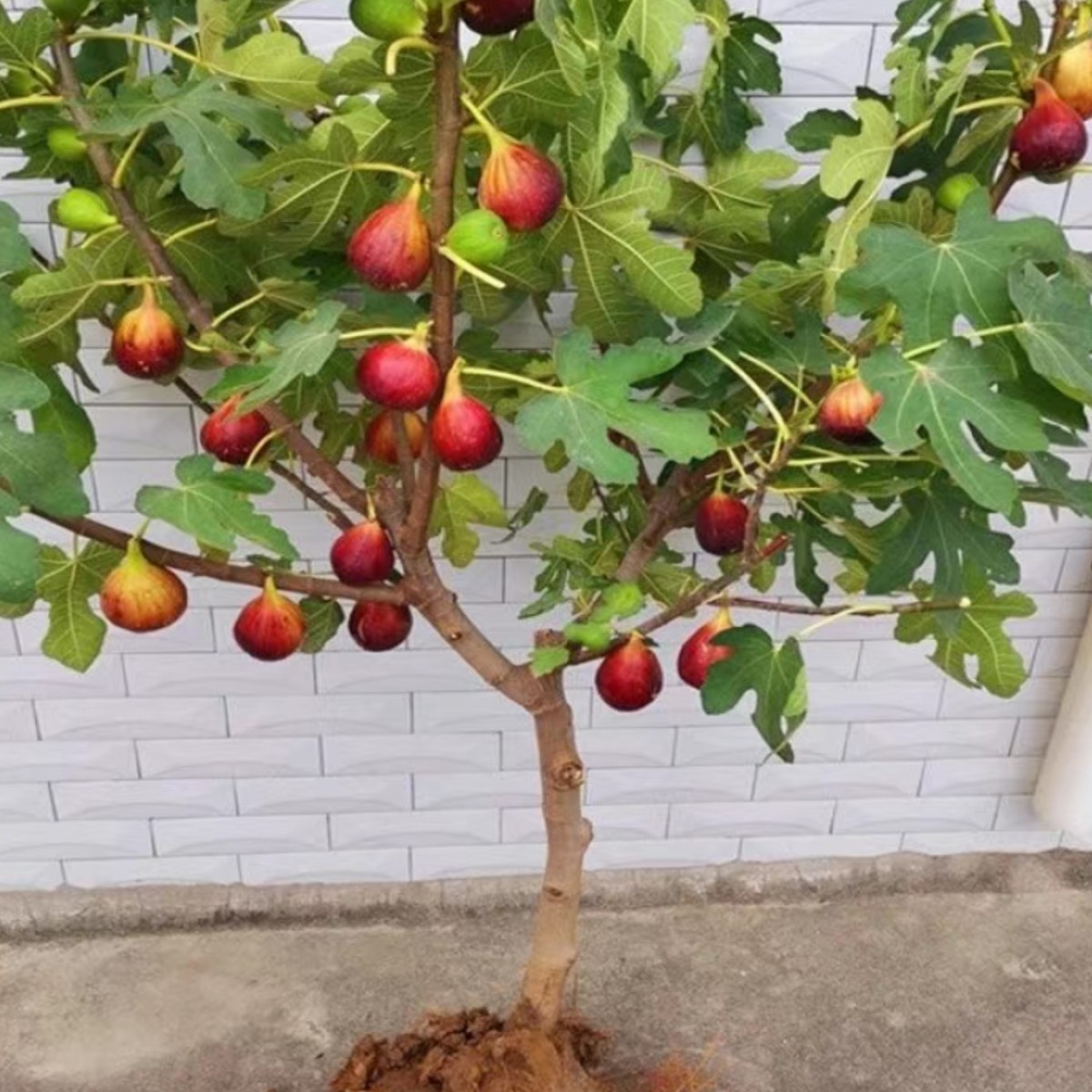 无花果盆栽，南北方可种植