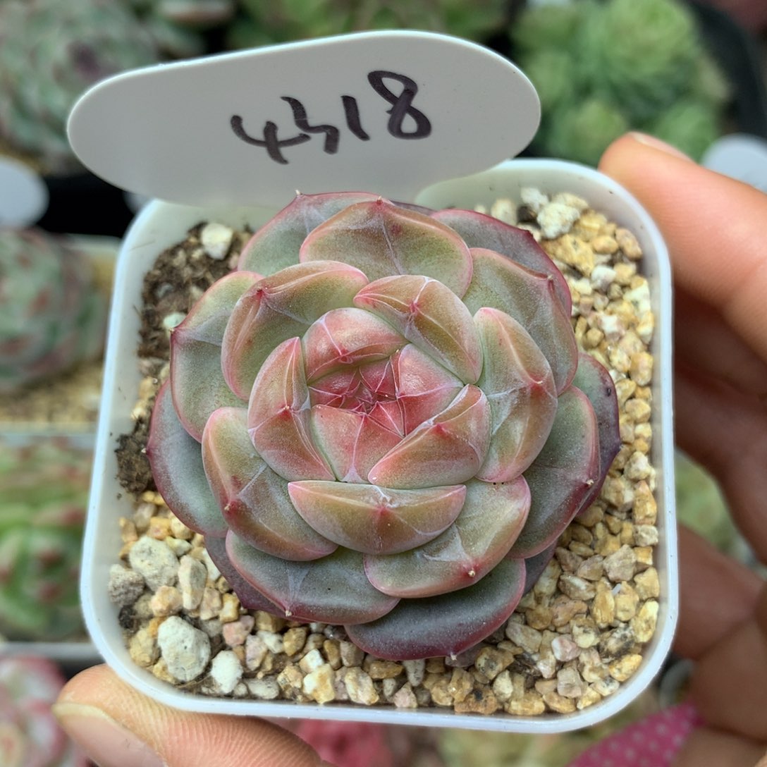 梦岚珍妮单头4318