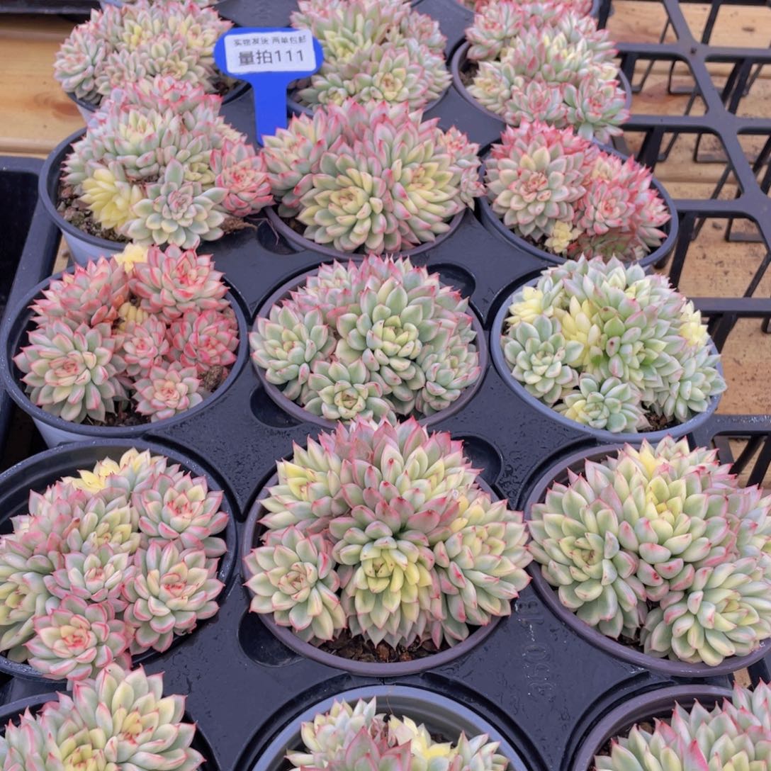 量拍111号 女雏锦大群生一个