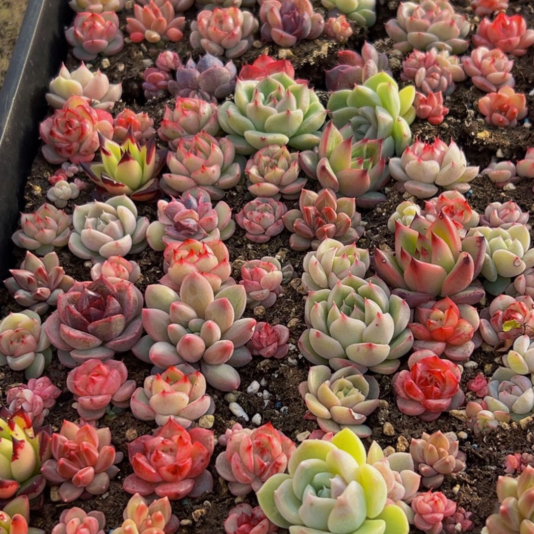 928多肉葡萄的价格