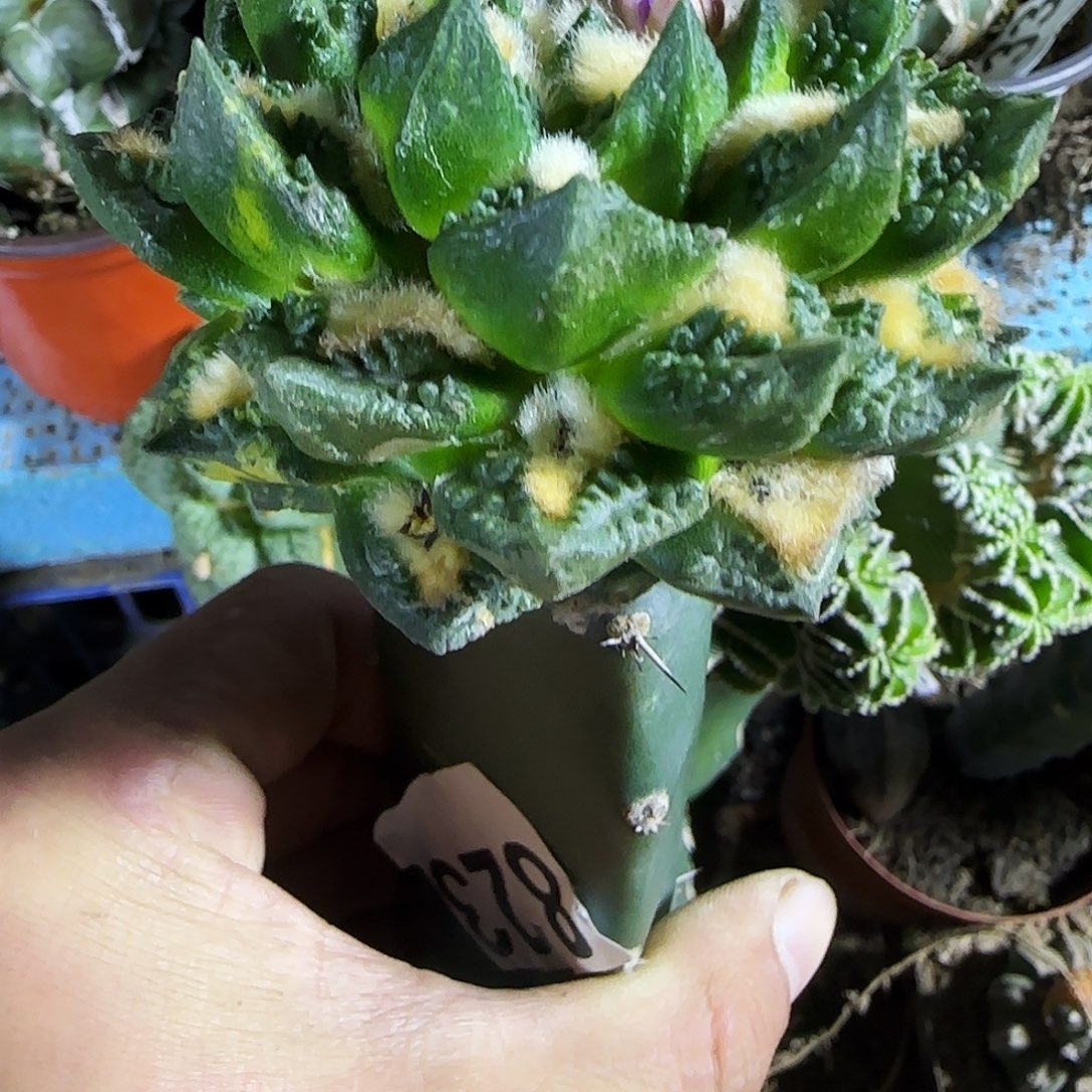 花***卷龙龟锦823仙人球开花