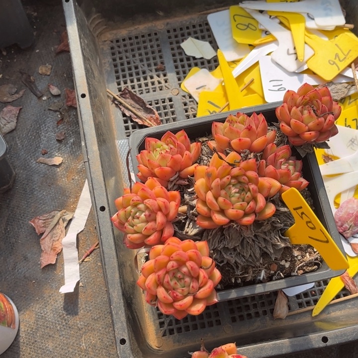 蒲***英1507多肉8888888888888