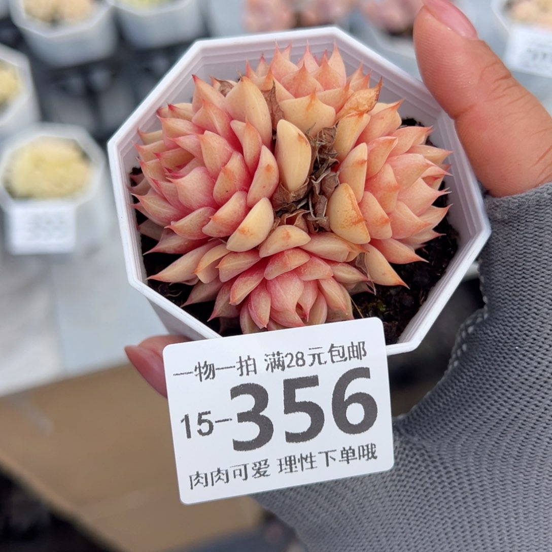 笨吧多肉多肉多肉多肉