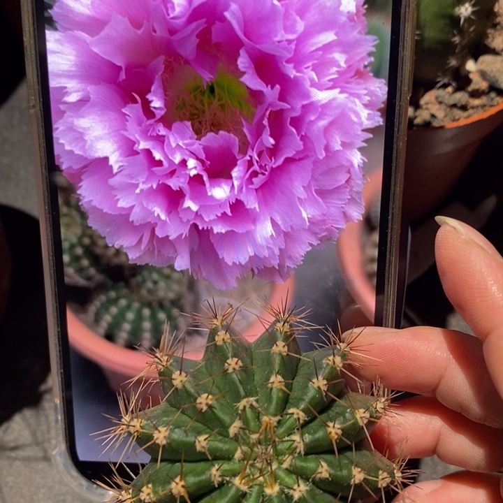 香香3号羽毛侧芽5公分左右