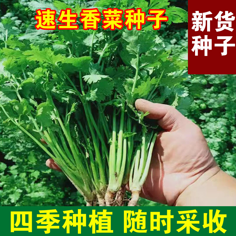 【全店满五包包邮】四季大叶香菜种子室内阳台花卉盆栽香菜耐热四
