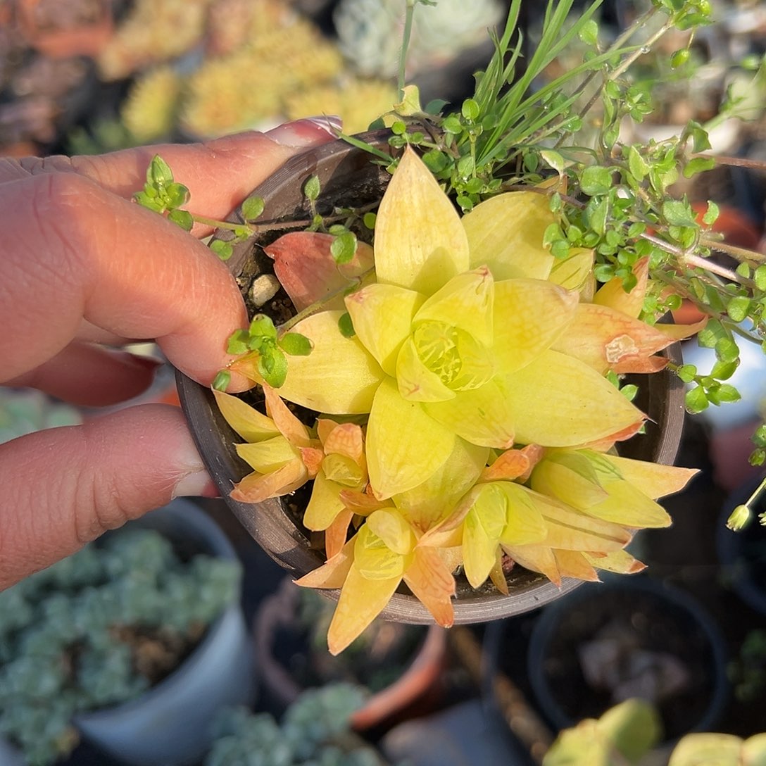 多肉植物黄金菊玉露