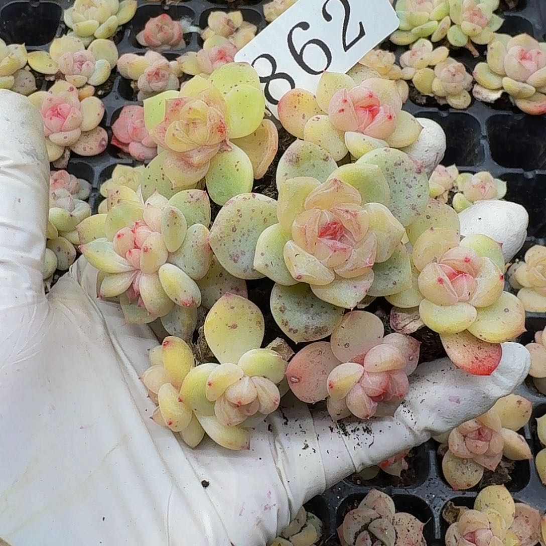 多肉植物多肉植物862