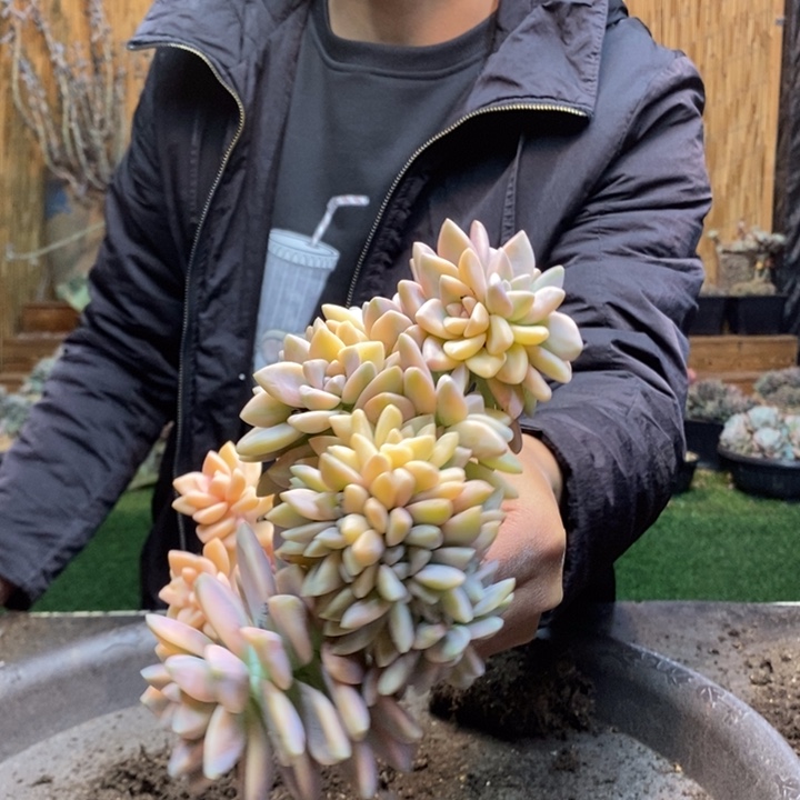 小***苏441 号淡雪多肉植物